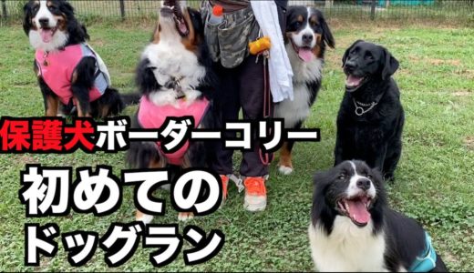 保護犬ボーダーコリーのビビちゃん・初めてのドッグランへ【高雄ドッグラン】