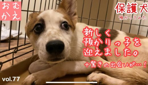 【保護犬預かり】次なる預かりっ子をお迎えに。大人しい子だと聞いております【あの子の家族に会いました】