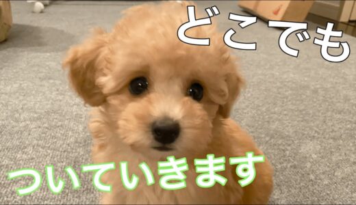 飼い主にどこまでも付いてくる子犬がかわいい【トイプードル】