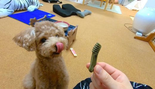 2年ぶりに犬に歯磨きガムをあげたら大興奮＆大喜びして可愛いw【トイプードル】