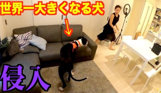 元カノの家に世界一大きくなる犬を侵入させてみた