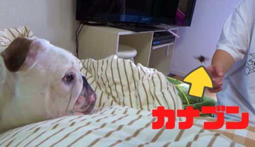 虫VSブルドッグ！！この後、犬が大パニックに陥ります！！