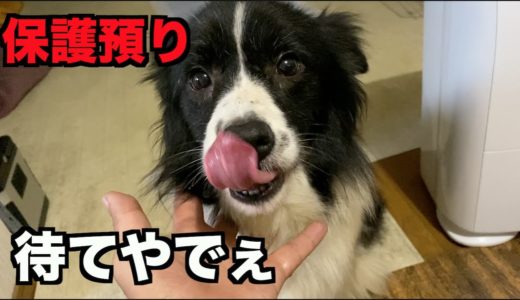 保護犬ボーダー・お座りや待ての練習【24-25日】