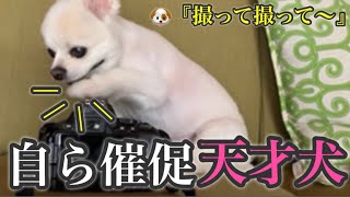 【賢い犬】どうしても写真撮って欲しい！自ら撮ってと何度もおねだりする天才犬！