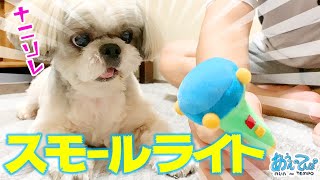 おっさんと犬がスモールライトで遊ぶただの癒し動画 men and shihtzu dog