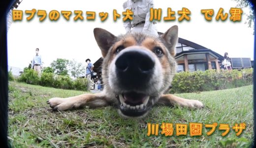 田プラのマスコット犬　川上犬　でん君・道の駅「川場田園プラザ」