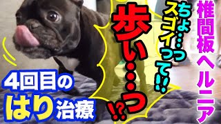 【朗報】見違えるような回復！犬椎間板ヘルニア　４回目のはり治療