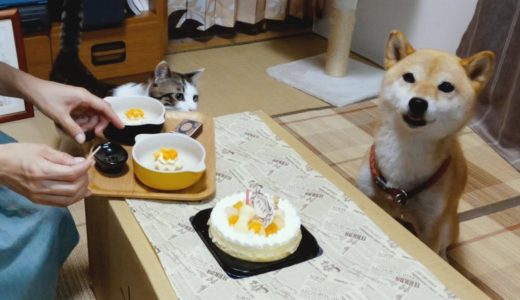 歌が終わるまでケーキを待つ犬と猫