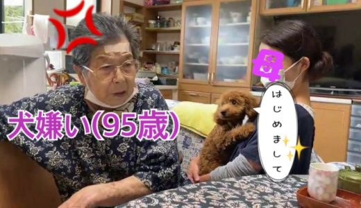 犬嫌いな９５歳ひいおばあちゃんとトイプードルの顔合わせ動画【方言字幕あり】