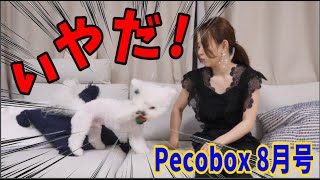 スイカが嫌すぎてブチギレる犬〜pecobox8月号〜