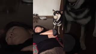 【黒柴】お昼寝中のお母様に犬パンチ punching mom when napping