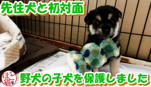 【犬　子犬　保護犬】野犬の子犬２匹を保護　初めて先住犬とご対面　仮名決定！　２