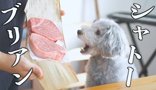 🐶念願の高級シャトーブリアンを食べた犬の反応がこちらですw【トイプードル】