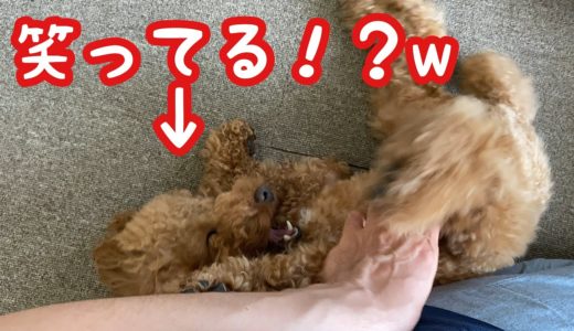 犬が笑う！？甘えん坊過ぎる姿に癒される！【トイプードルそぼろ＆ニコ】