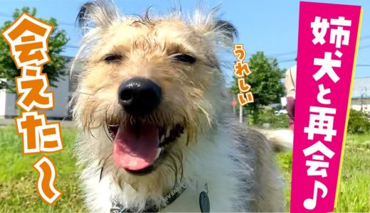 3時間ぶりに姉犬に会えた妹犬！大喜びのダンスをご覧ください。