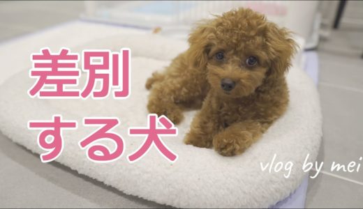 差別する犬【ティーカッププードル】意外な行動/ゆずぽんお風呂