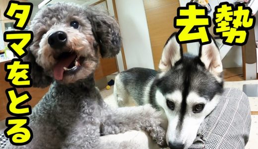 悲しい！ついにタマをとるハスキー犬とトイプードル