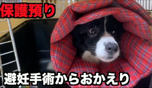 保護犬ボーダーコリー・避妊手術からおかえり❤︎【6-7日目】