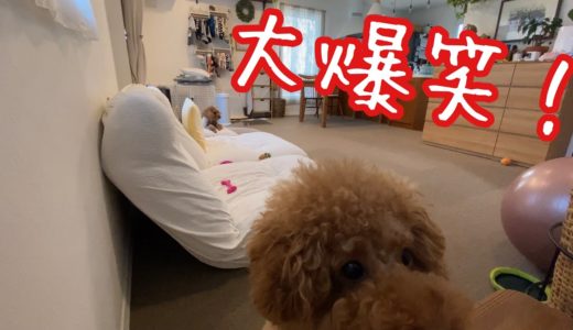 犬だけのお留守番を隠し撮りしたら思わず吹き出したw【トイプードルそぼろ＆ニコ】