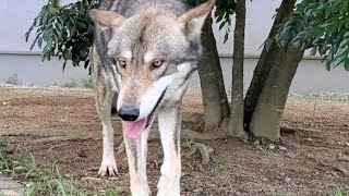 【発見！！】狼犬の弱点はこれだ！！