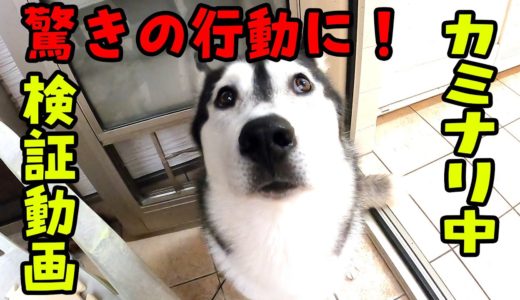 【検証動画】雷に怯える犬にご飯食べる？と言ってみた！ハスキー犬と保護犬トイプードル