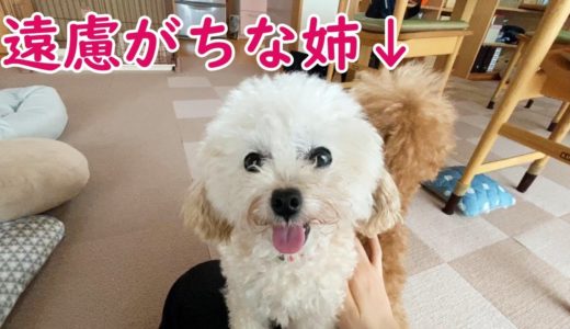 遠慮がちなアピールが健気で可愛い犬