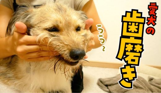 ちょっと嫌だけど…ママが言うなら歯磨きするね［犬の歯磨き］