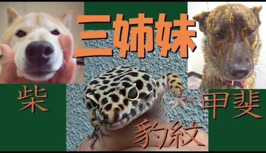 【甲斐犬・柴犬】実はメスだった。。たとえ登録者数が減ろうとも＝！【ヒョウモントカゲモドキ】