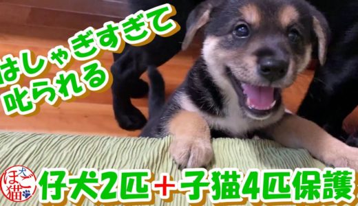 【犬　子犬　保護犬】子犬２匹を保護　ケージの外が楽し過ぎて先住犬に注意されまくる