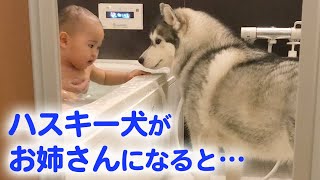 とっても優しいハスキー犬が、赤ちゃんのお姉さんに♡ ハスキー流の子育て日記