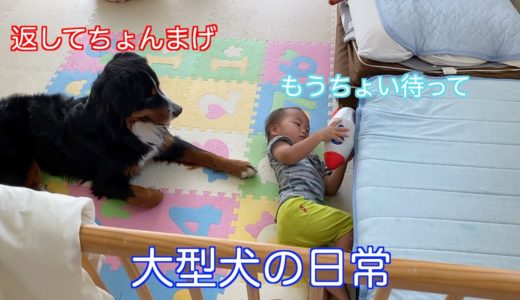 【犬と赤ちゃんと子供の日常】久々にまったりと日常を過ごす　バーニーズマウンテンドッグ　 bernese mountain dog