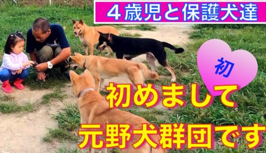 【汚れなき4歳児と保護犬達】〜野犬達との出会い編〜