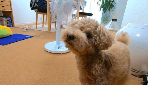 犬とのんびり過ごす真夏の休日【トイプードル】