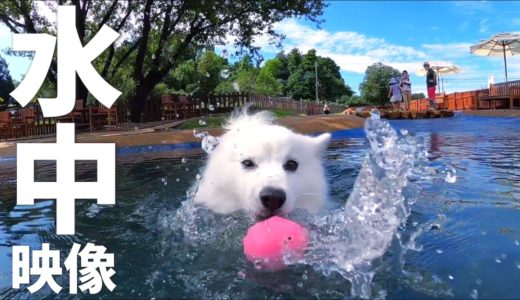 プールで泳ぐ犬の水中映像【迫力の犬かき🐾】 / Underwater Video of Swimming Dog