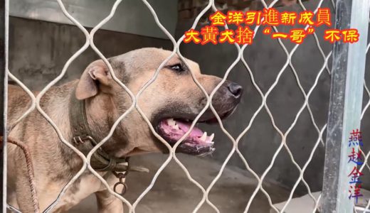 金洋引进新犬惹得大黃狂吠，網友：這個更猛大黃犬捨“一哥”地位不保