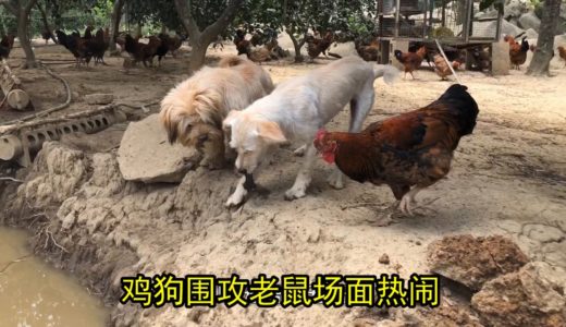 鸡场老鼠泛滥，田园犬帮主人抓老鼠，一口气干掉好几个