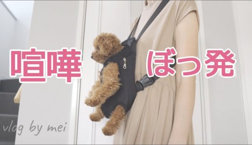 勝つのどっち？先住犬vs赤ちゃん犬/衝撃抱っこ紐【ティーカッププードル】