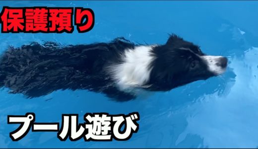 保護犬ボーダー・プールで遊ぶ【26-27日】