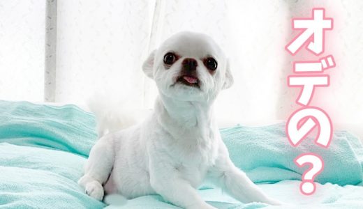 あの箱を見ると、喜ぶ子供みたいに飛び起きる犬Ｗ～【こいぬすてっぷ】