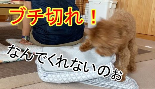 おやつがもらえなくてクッションに八つ当たりする犬