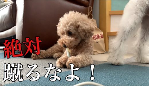 寝床作りに必死になりすぎて訳分からなくなる犬w トイプードル /マルプー