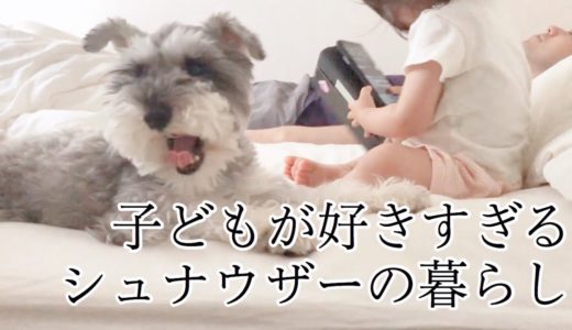 【犬と子ども】1歳娘をずっと追いかけるシュナウザー【ほのぼの】