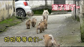 中华田园犬小白出门就被奶狗缠身，寸步难行，瞅准机会撒腿就跑！