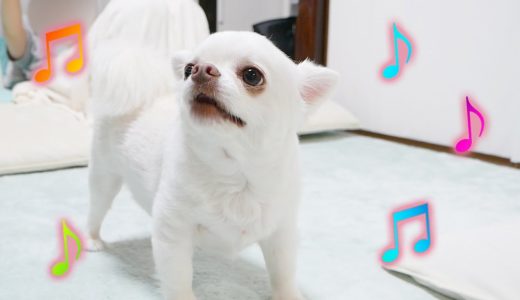 突然歌い始める犬がかわいすぎたｗ【家族びっくり】