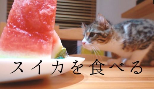 初めてのスイカ！犬さんと猫さんにスイカをあげたよ