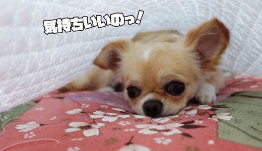 布団の居心地よさを知った犬が中から出てこなくなったので、覗いて見たらキュン死しそうになった【チワワ】【dog】【chihuahua】