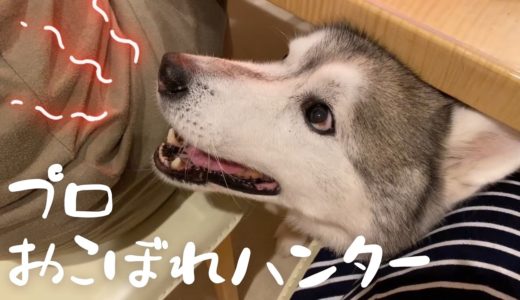 犬なのに猫舌なシベリアンハスキー