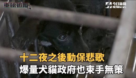 十二夜之後動保悲歌 爆量犬貓政府也束手無策