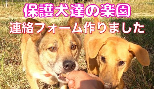 保護犬達の楽園連絡用フォーム作りました