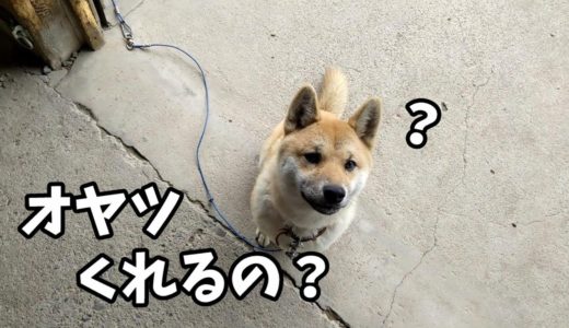 犬生初めてのチュールが待ち切れない柴犬